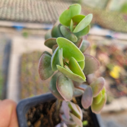 Pack 50 suculentas variadas