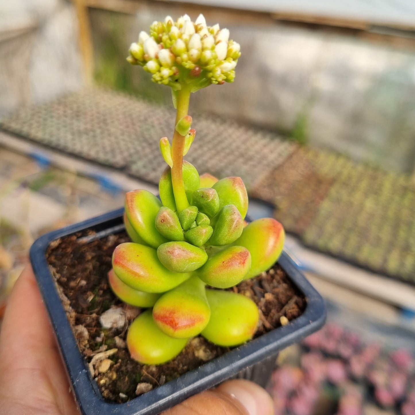 Pack 50 suculentas variadas