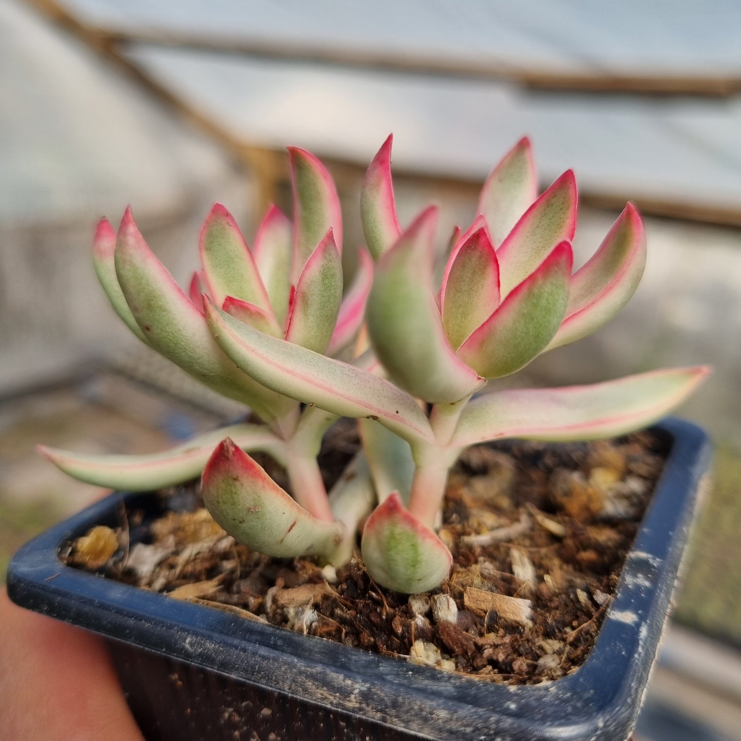 Pack 50 suculentas variadas