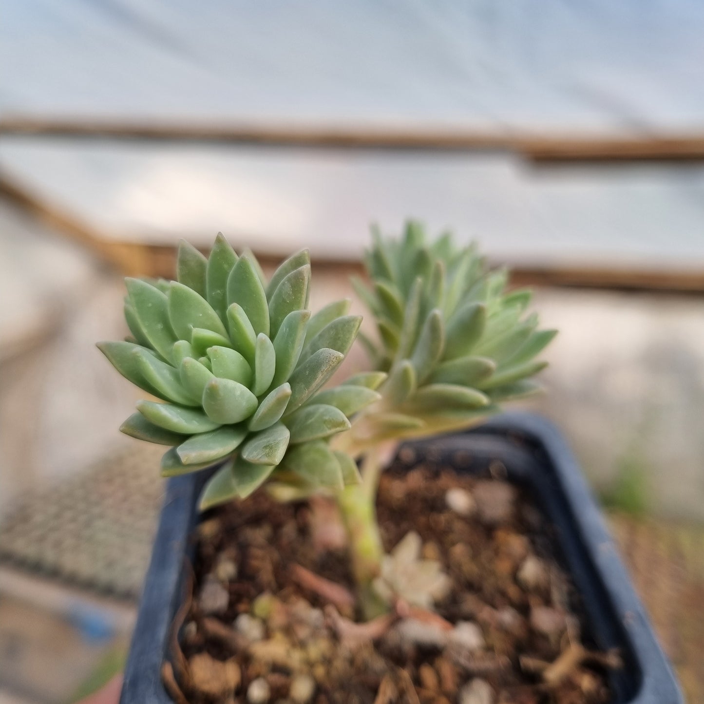 Pack 50 suculentas variadas