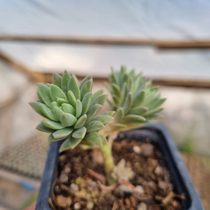 Pack 50 suculentas variadas