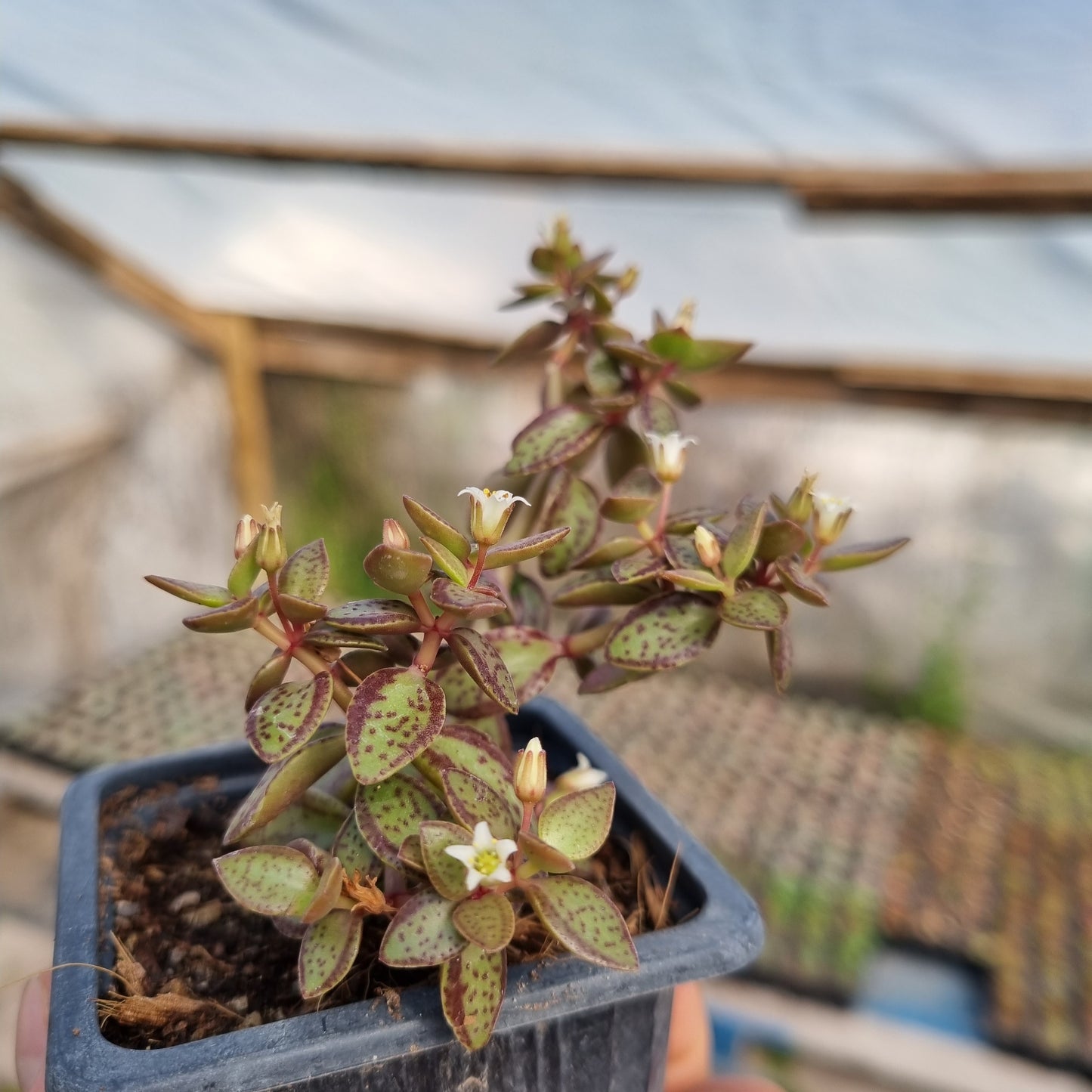 Pack 50 suculentas variadas