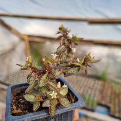 Pack 50 suculentas variadas