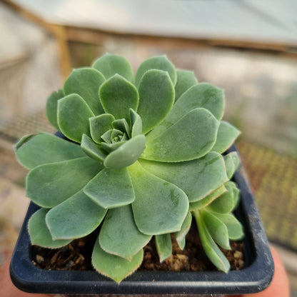 Pack 50 suculentas variadas