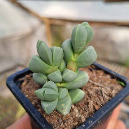 Pack 50 suculentas variadas