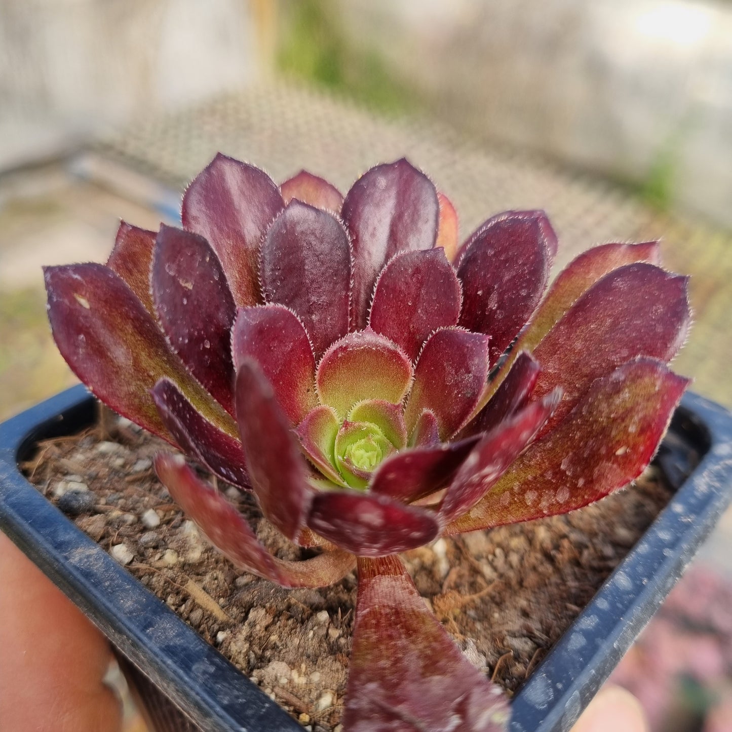 Pack 50 suculentas variadas