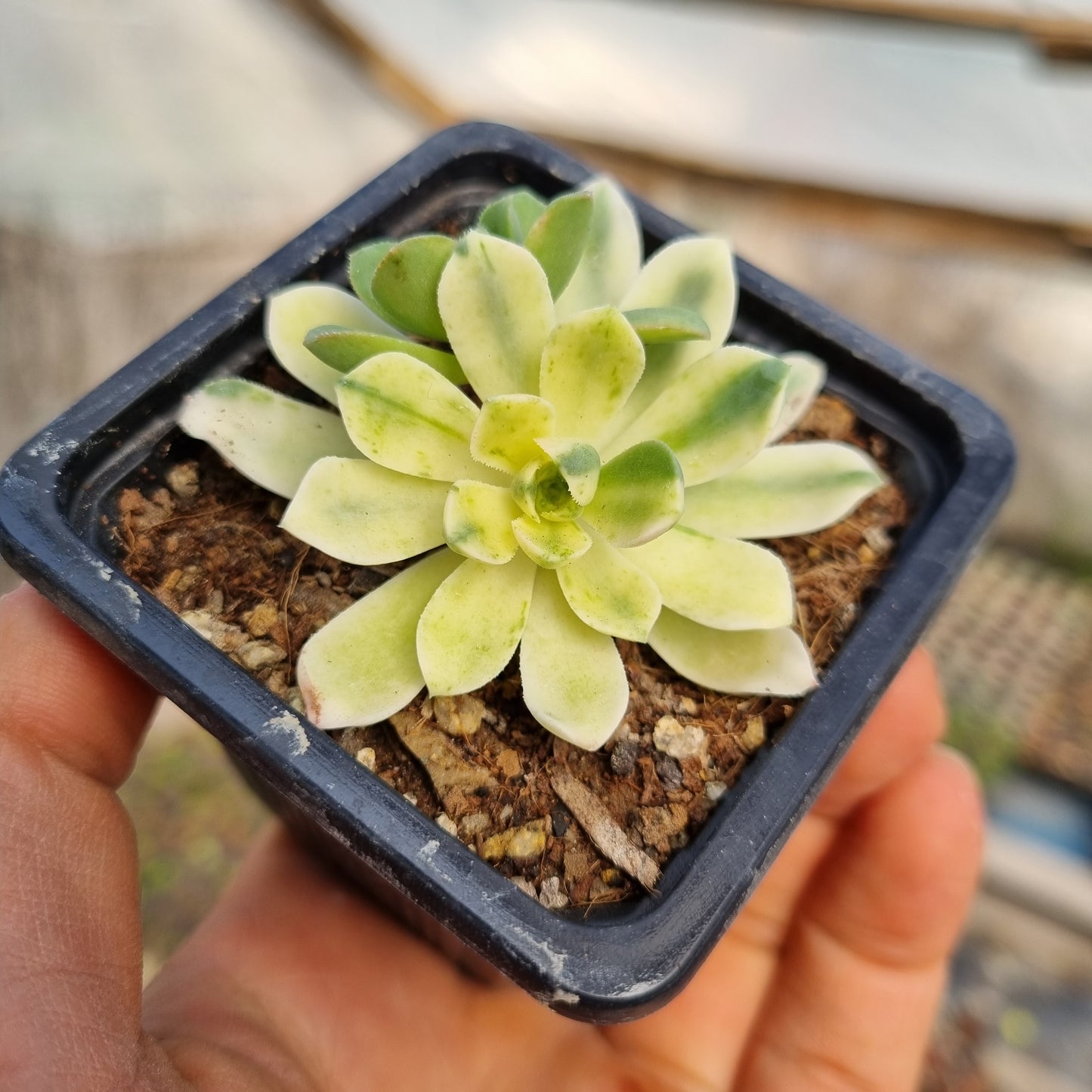 Pack 50 suculentas variadas