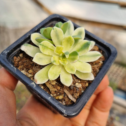 Pack 50 suculentas variadas