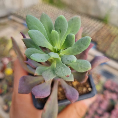 Pack 50 suculentas variadas