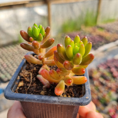 Pack 50 suculentas variadas