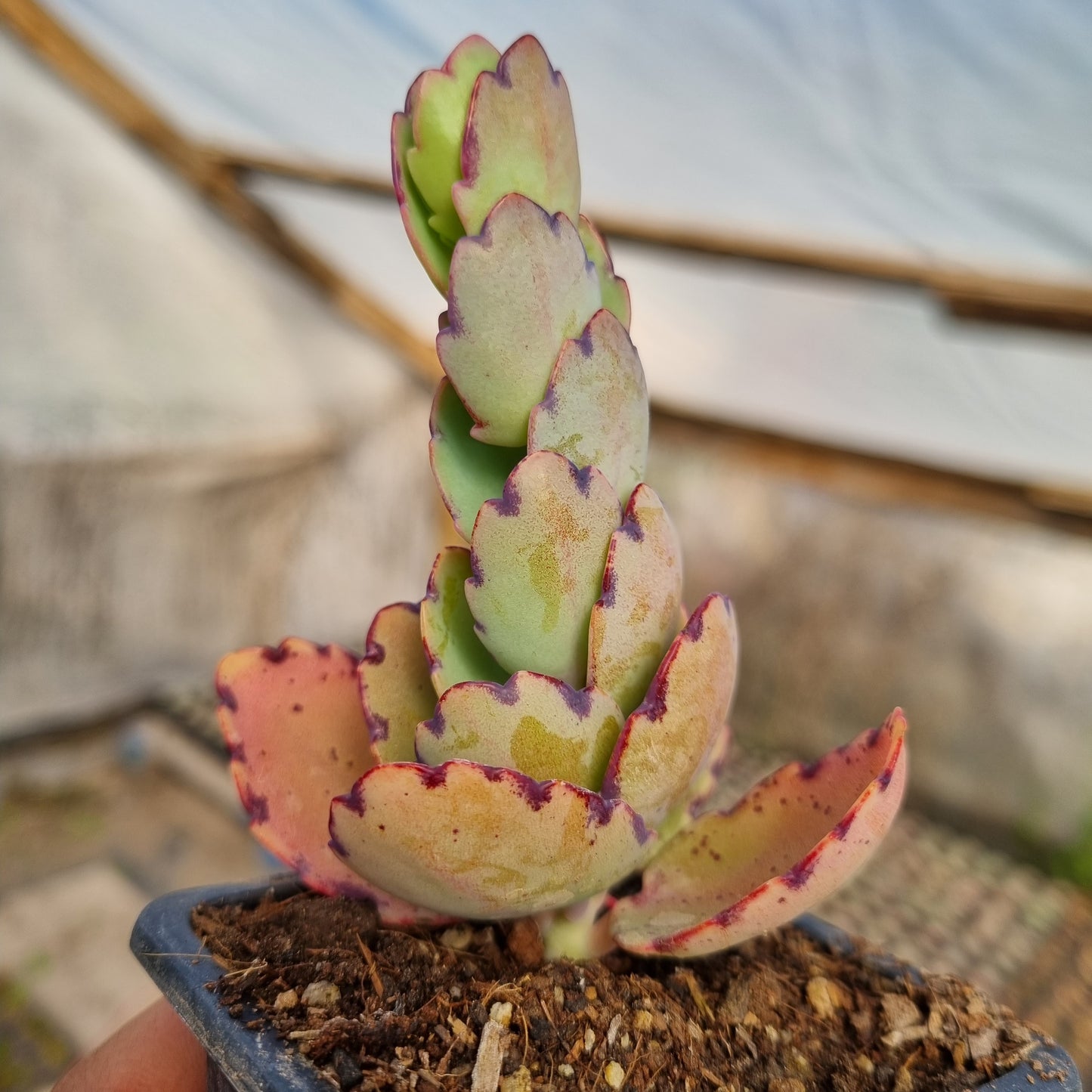 Pack 50 suculentas variadas