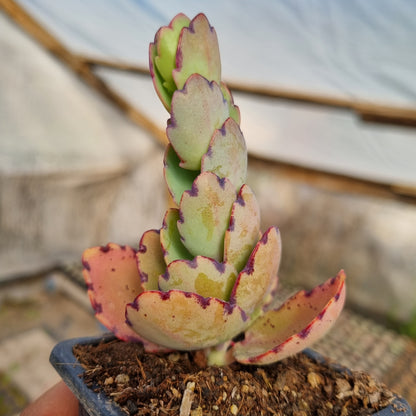 Pack 50 suculentas variadas