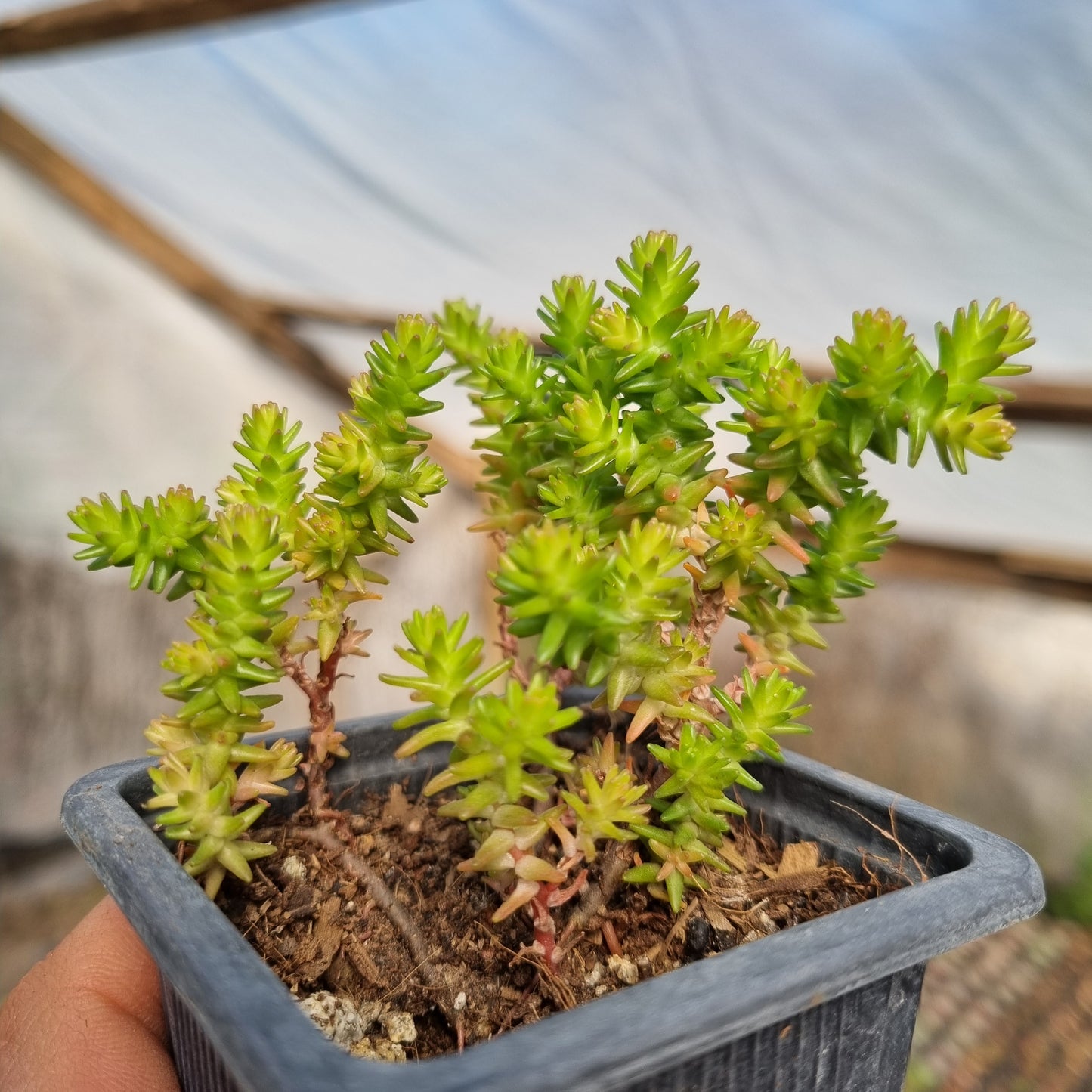 Pack 50 suculentas variadas