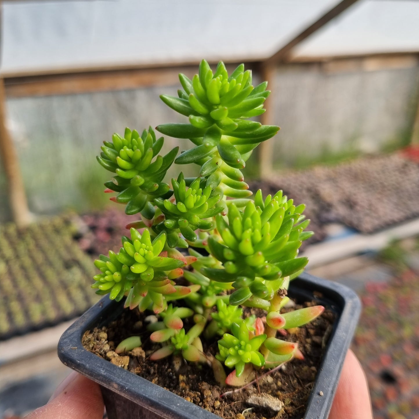 Pack 50 suculentas variadas