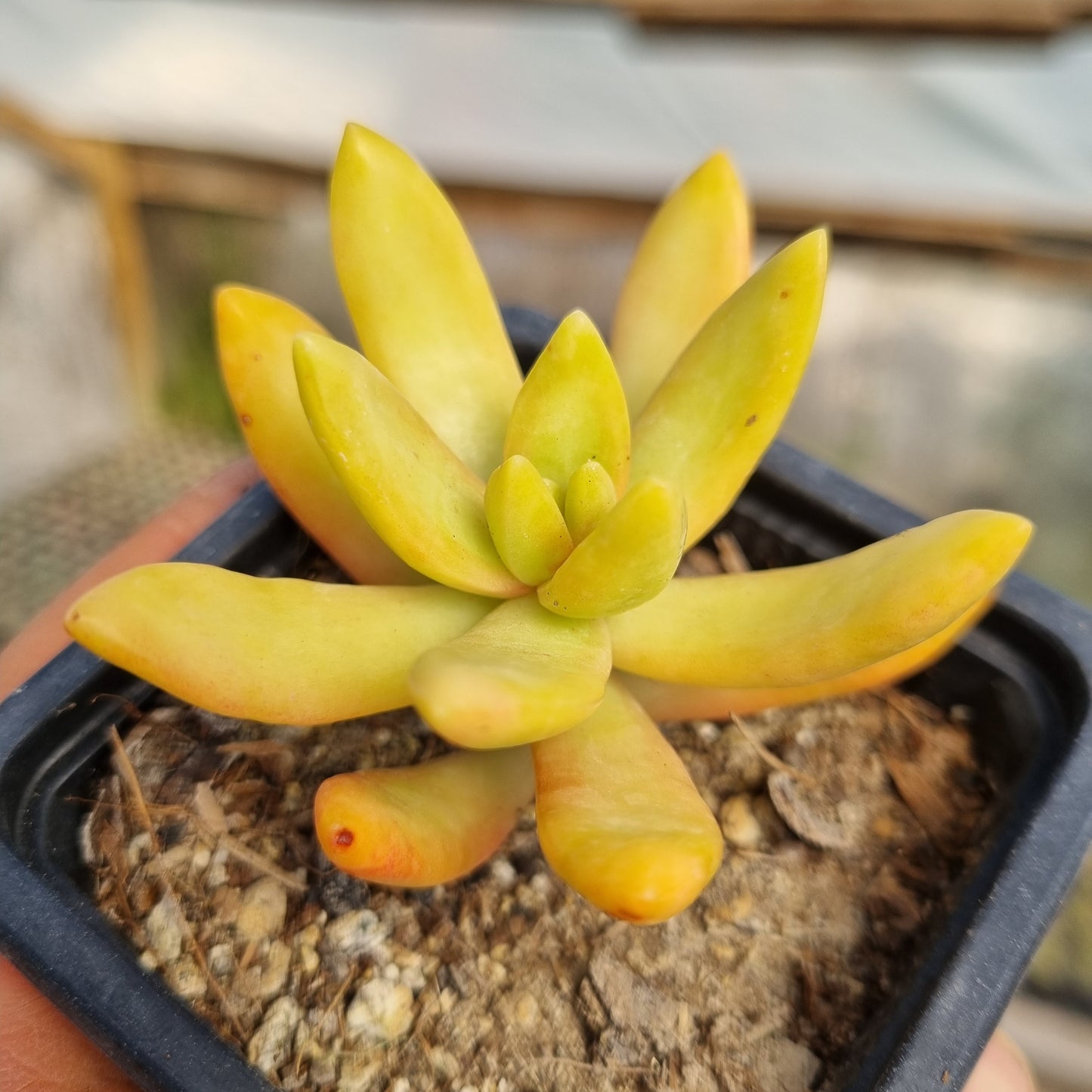 Pack 50 suculentas variadas