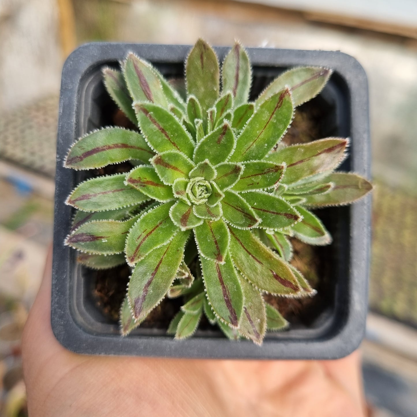 Pack 50 suculentas variadas