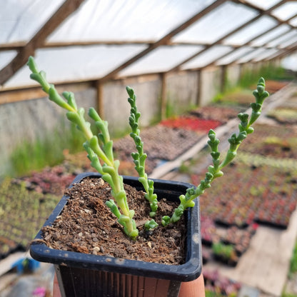 Pack 50 suculentas variadas