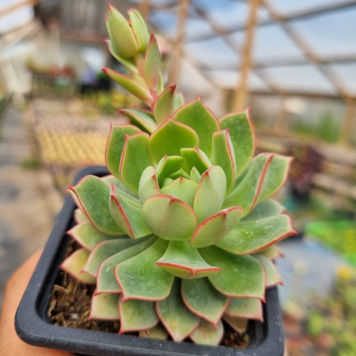 Pack 50 suculentas variadas