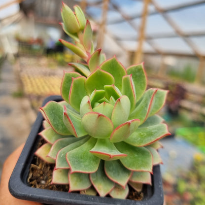 Pack 50 suculentas variadas