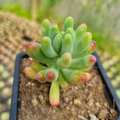 Pack 50 suculentas variadas