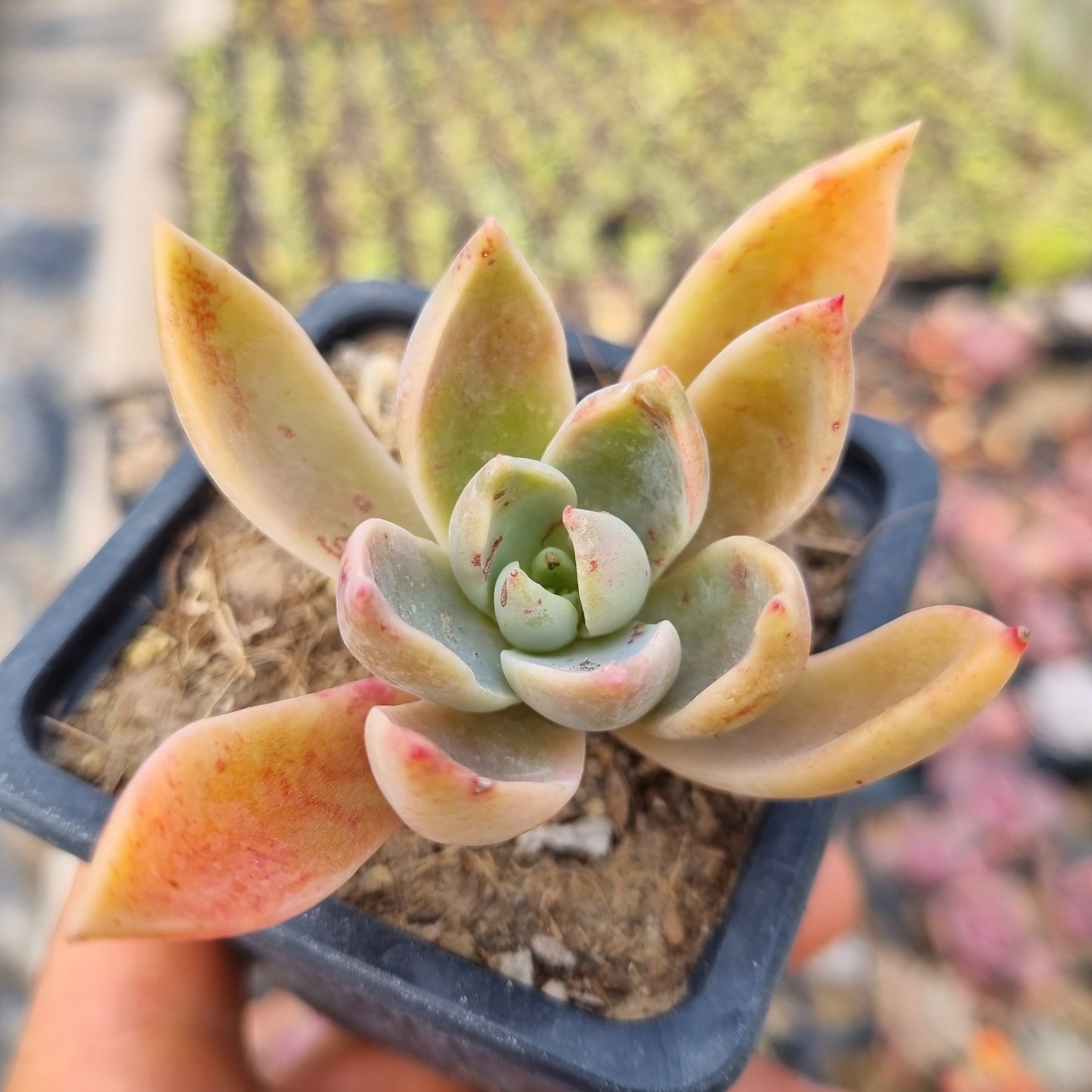 Pack 50 suculentas variadas