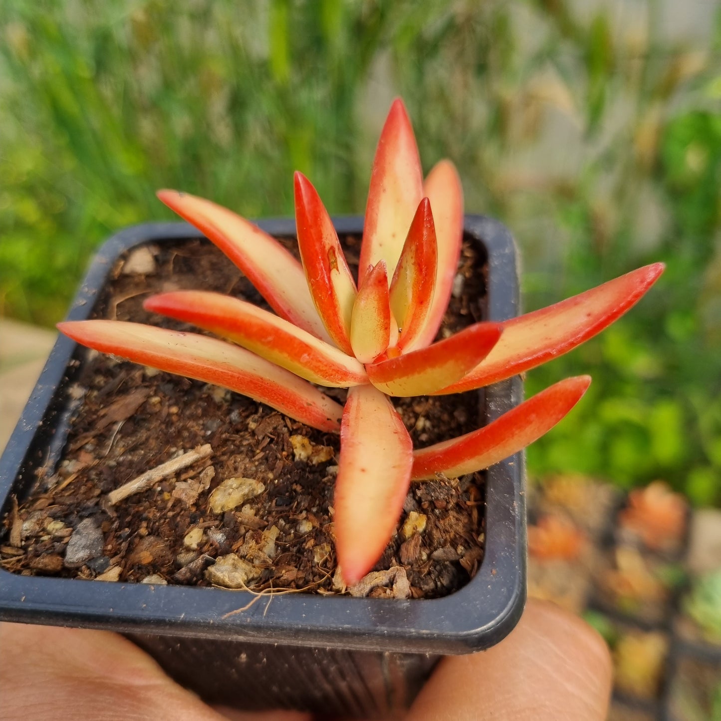 Pack 50 suculentas variadas