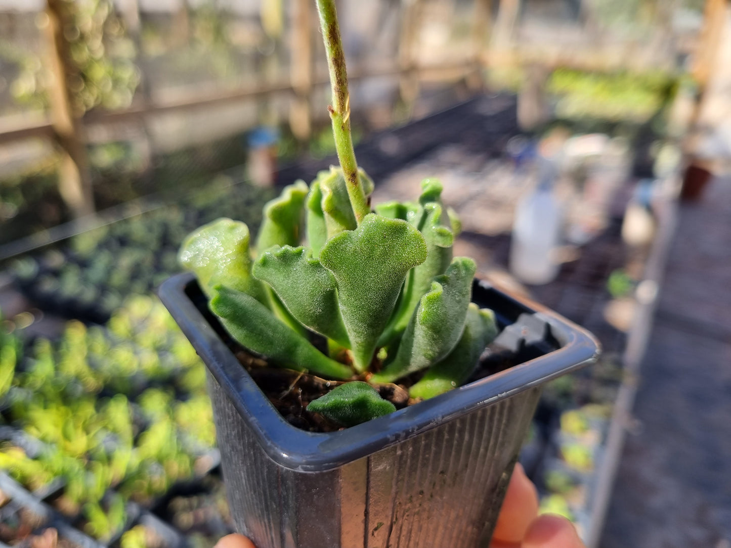 Pack 50 suculentas variadas