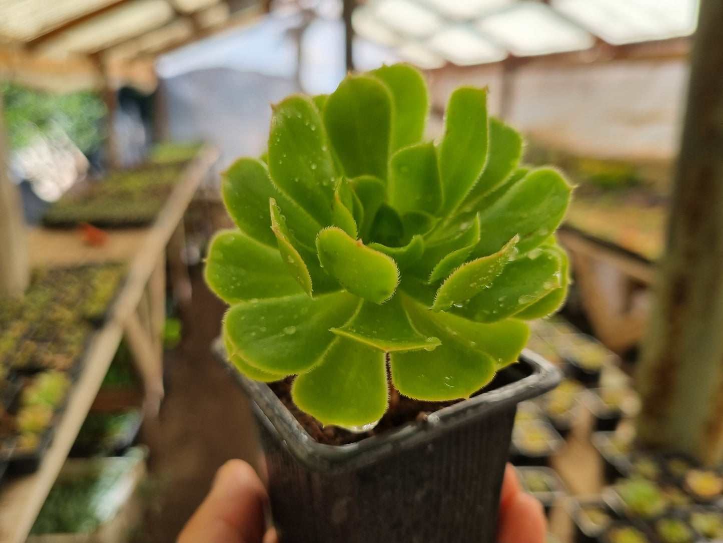 Pack 50 suculentas variadas