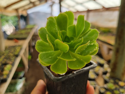 Pack 50 suculentas variadas