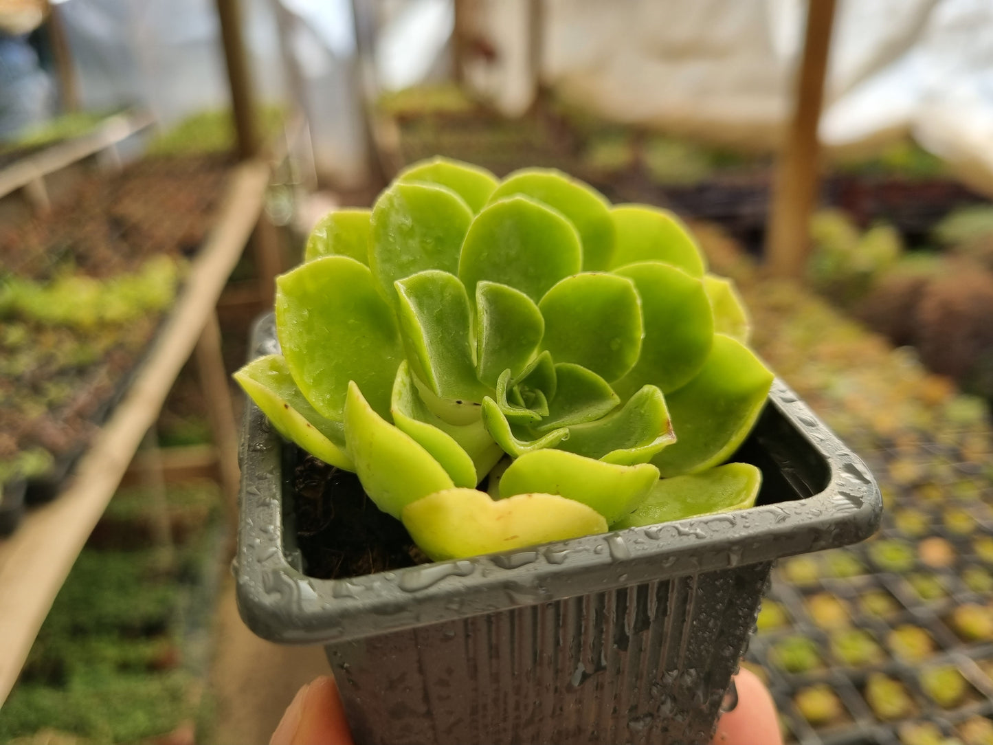 Pack 50 suculentas variadas