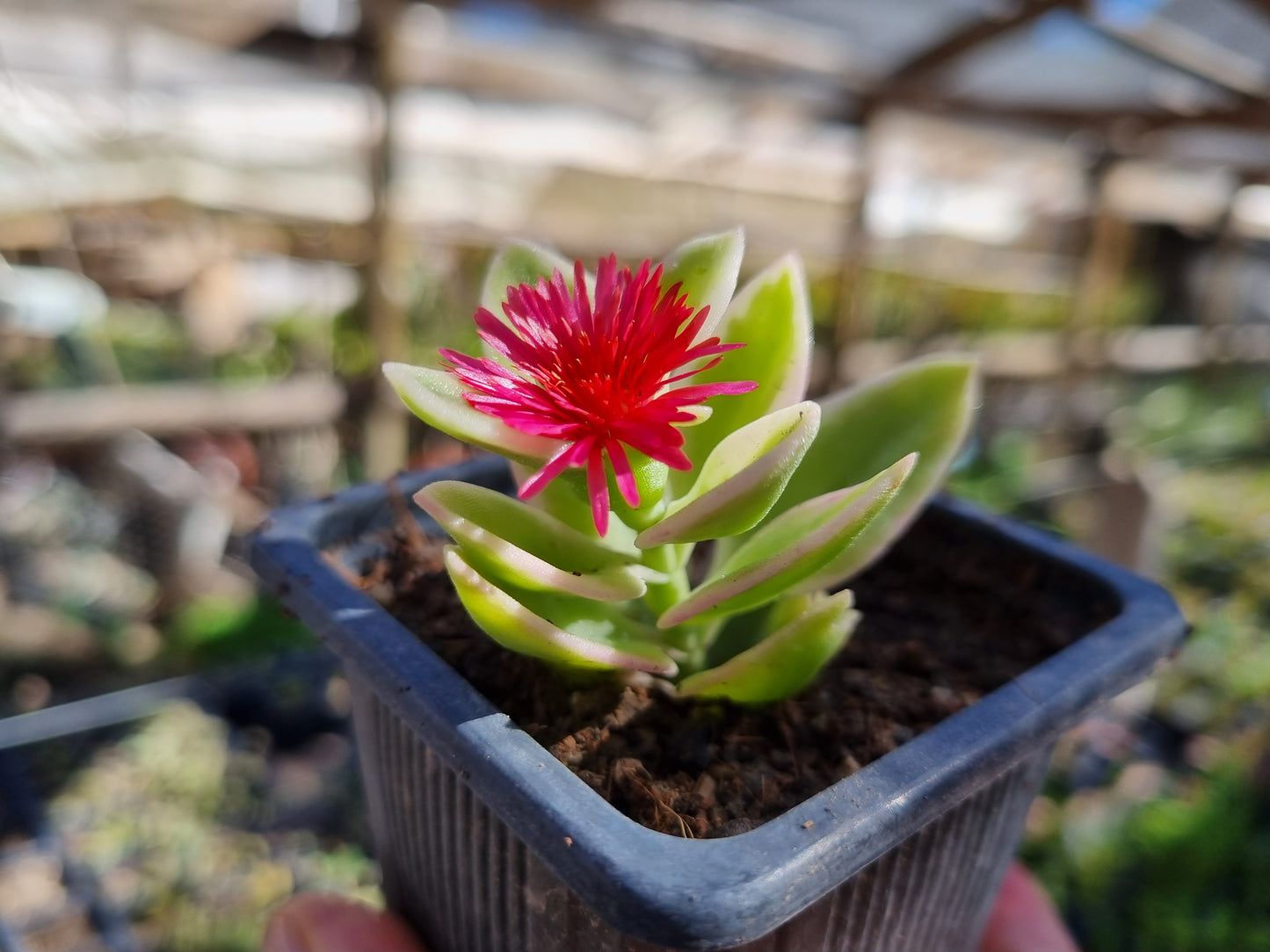 Pack 50 suculentas variadas