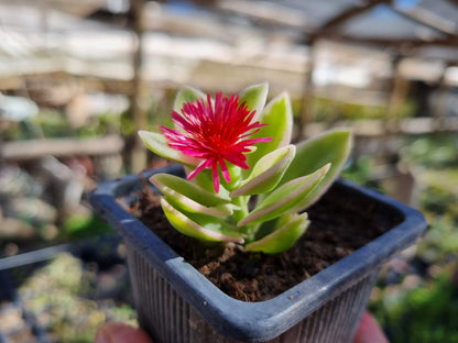 Pack 50 suculentas variadas