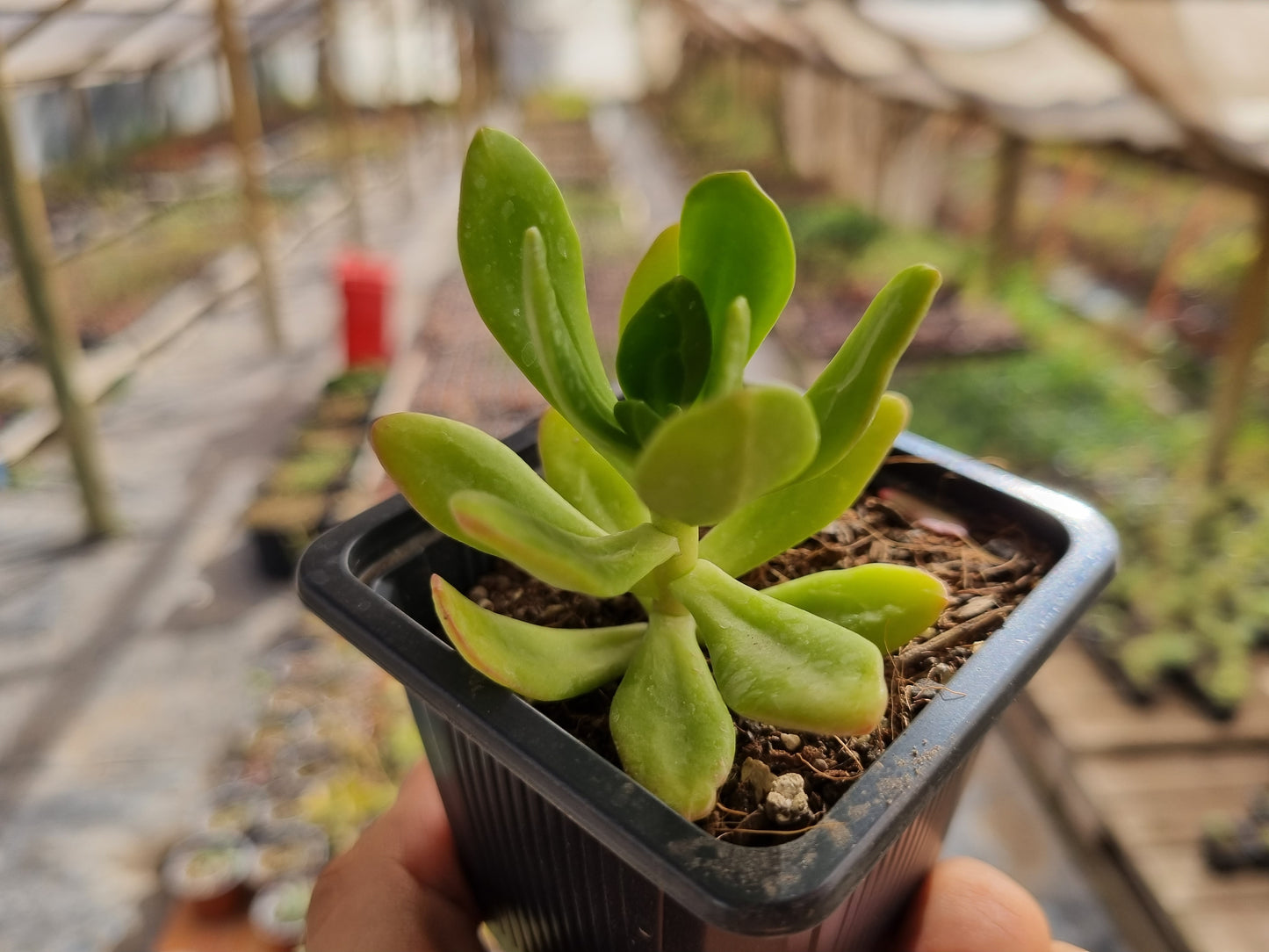 Pack 50 suculentas variadas