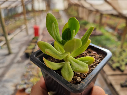 Pack 50 suculentas variadas