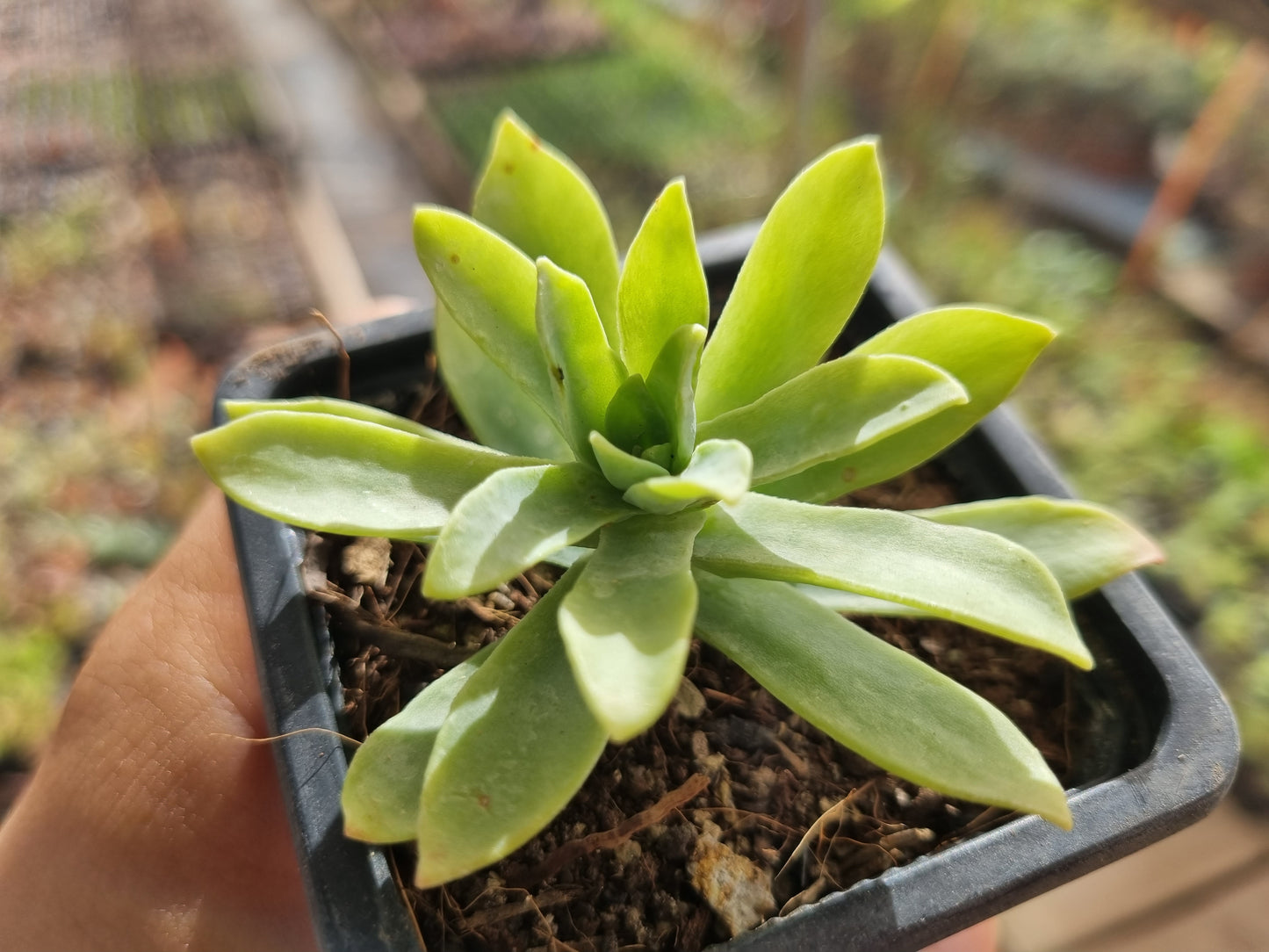 Pack 50 suculentas variadas