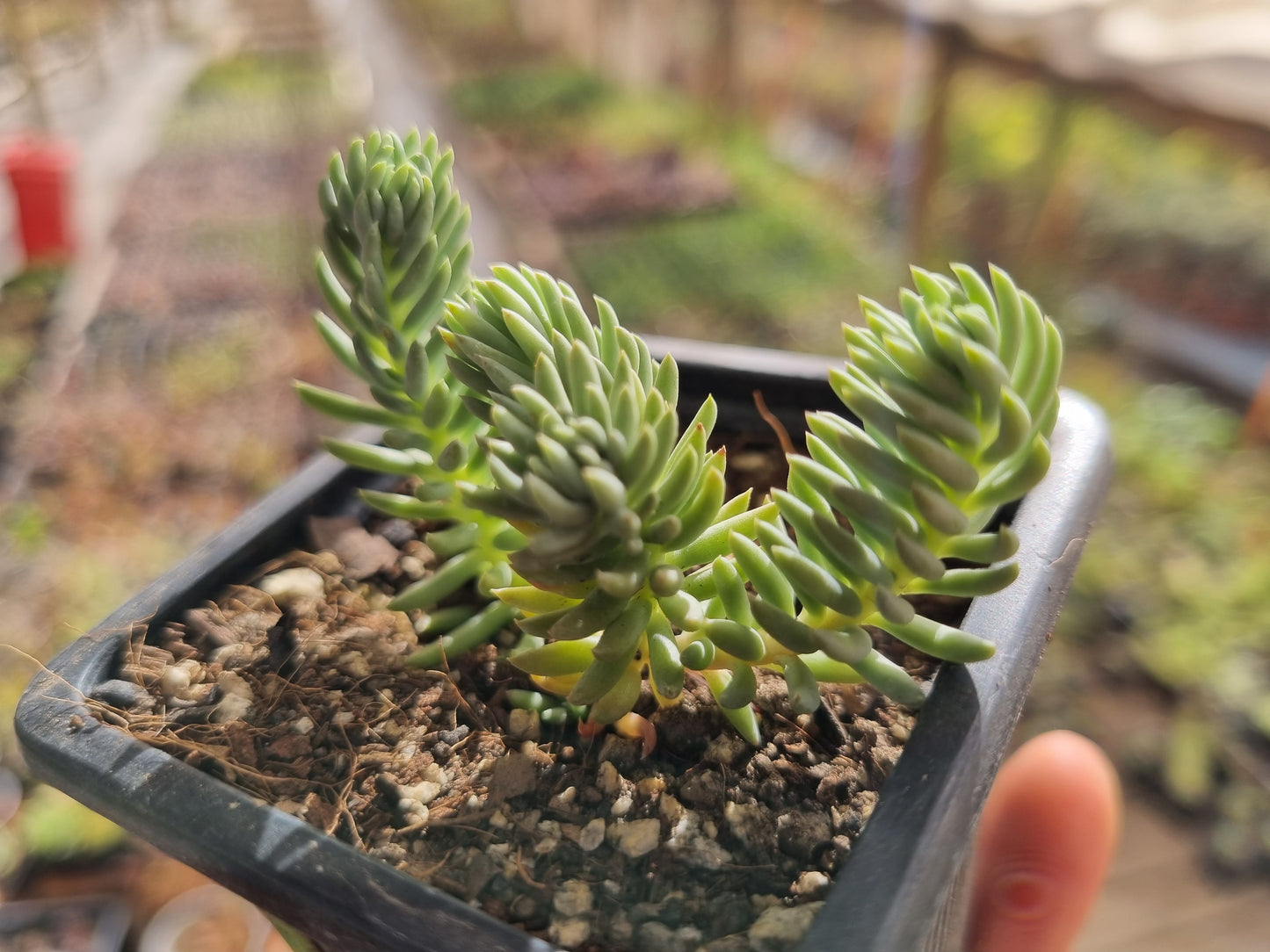 Pack 50 suculentas variadas