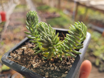 Pack 50 suculentas variadas