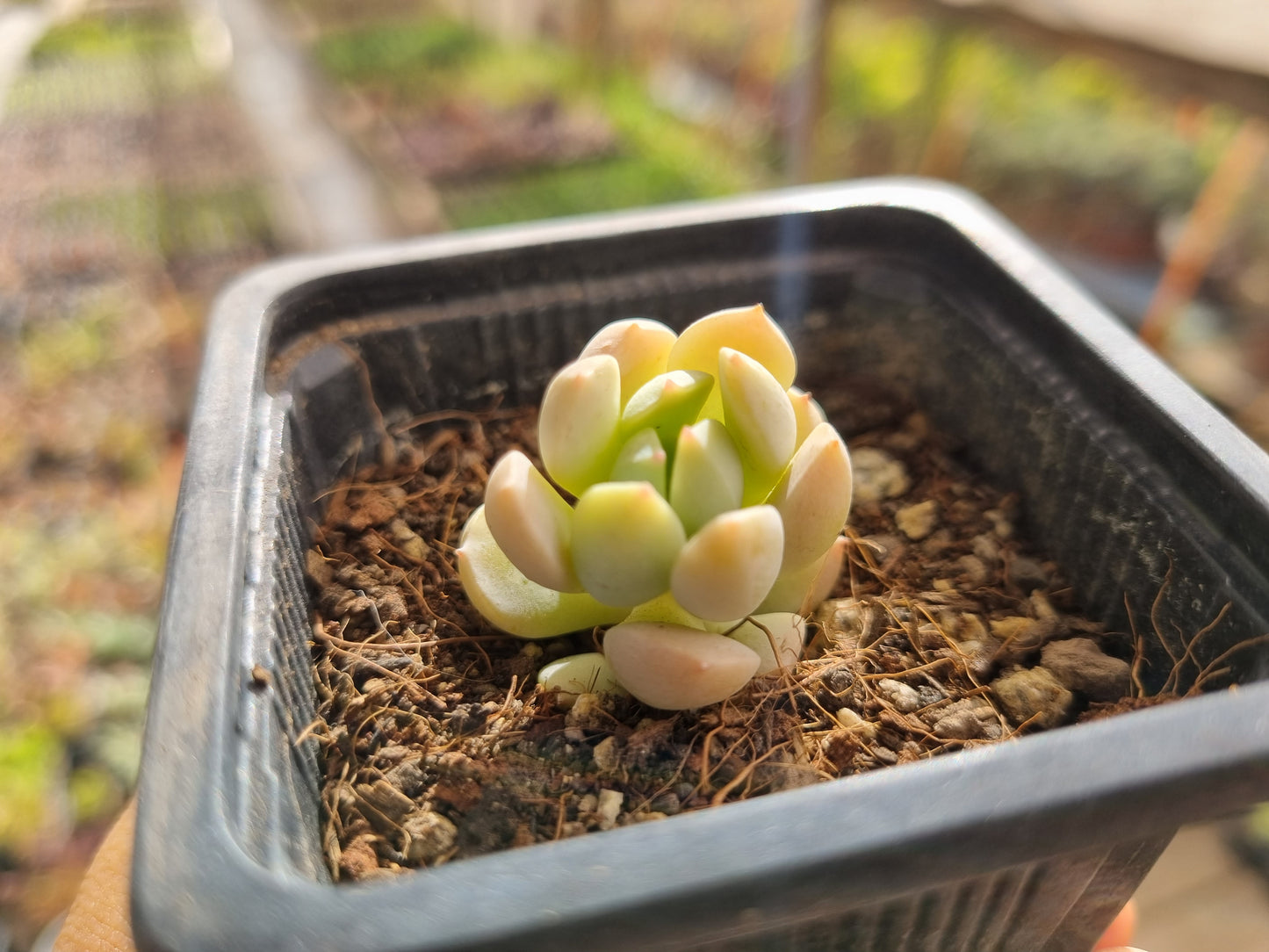 Pack 50 suculentas variadas