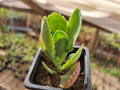 Pack 50 suculentas variadas