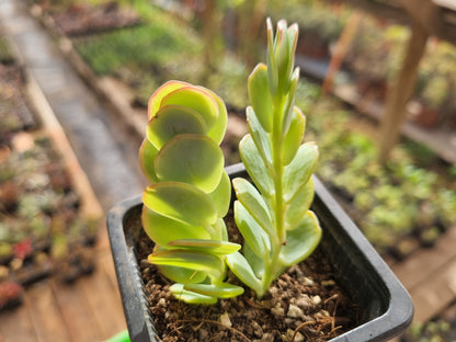 Pack 50 suculentas variadas