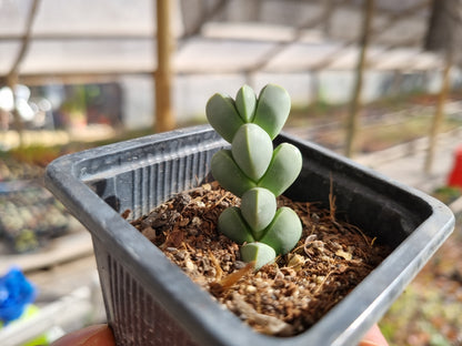 Pack 50 suculentas variadas