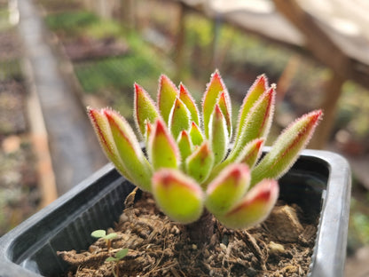 Pack 50 suculentas variadas