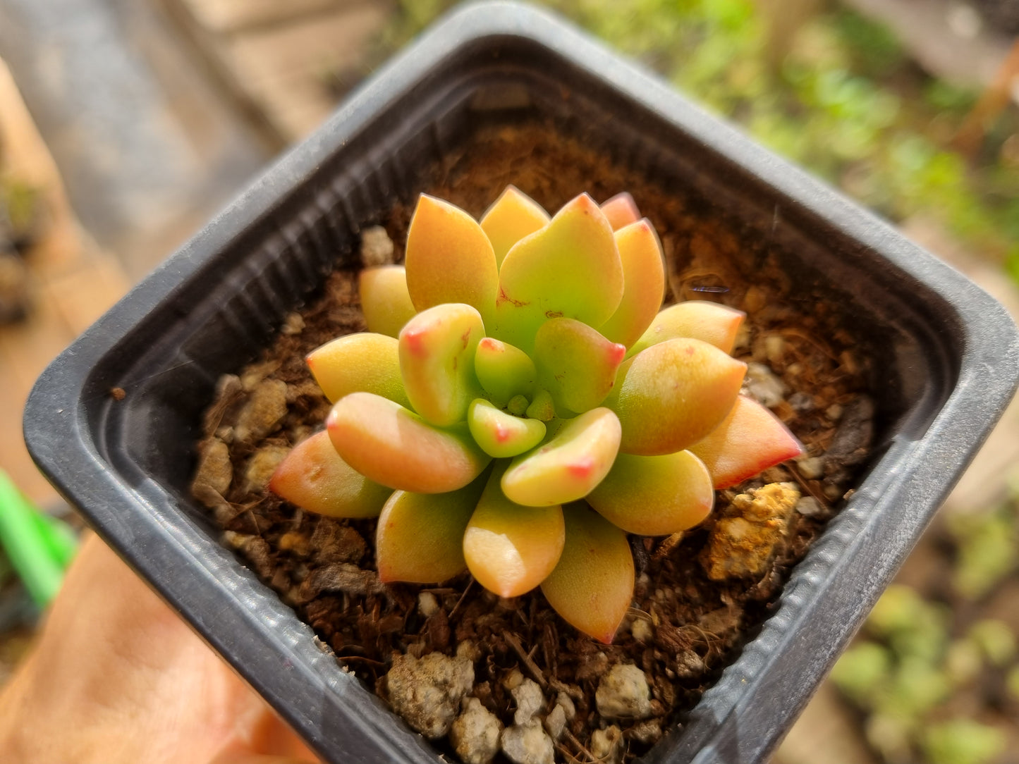 Pack 50 suculentas variadas