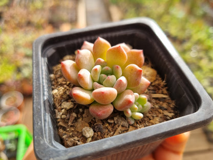 Pack 50 suculentas variadas