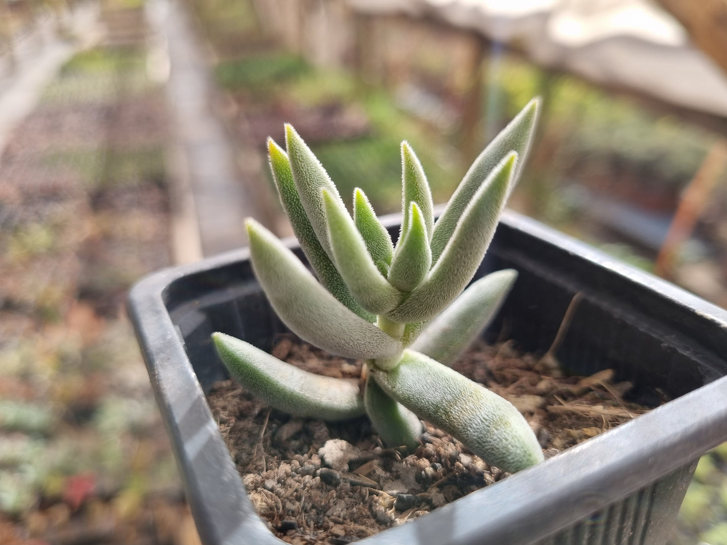 Pack 50 suculentas variadas