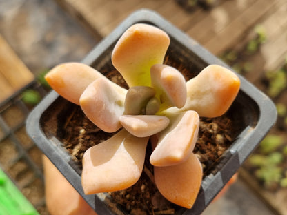 Pack 50 suculentas variadas