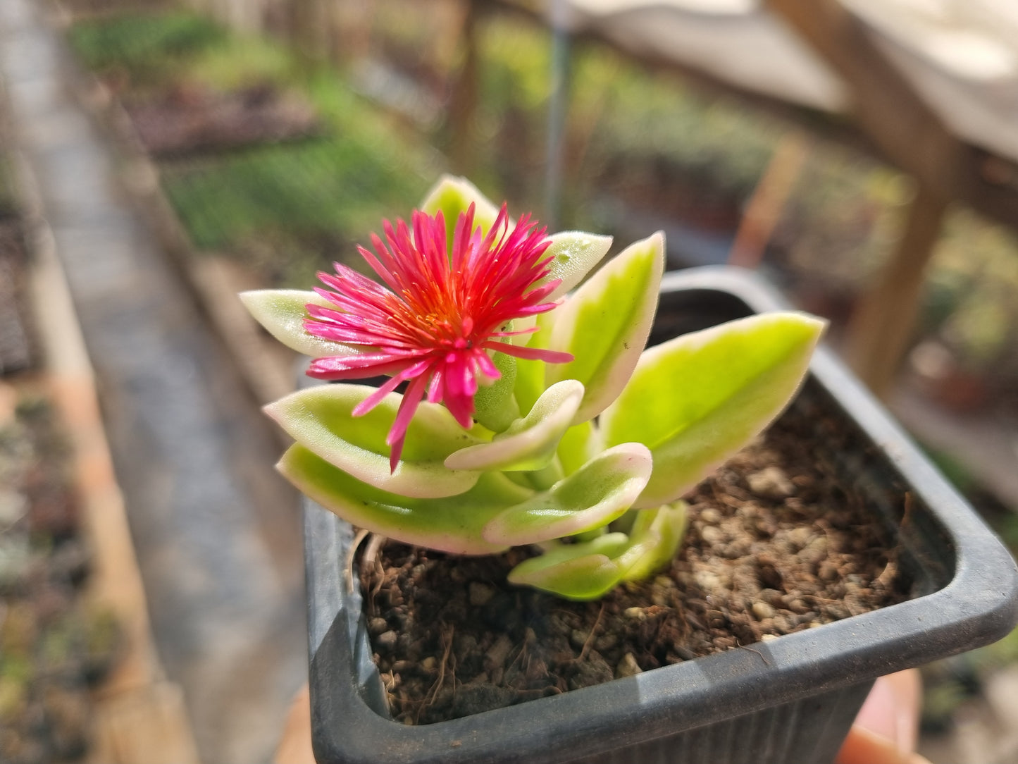 Pack 50 suculentas variadas