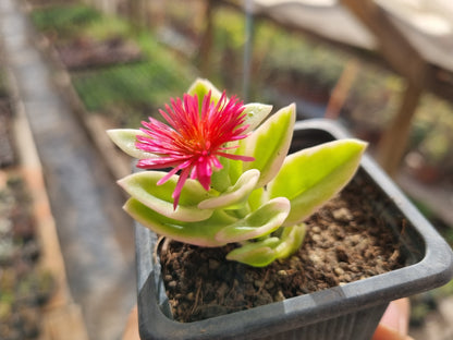 Pack 50 suculentas variadas