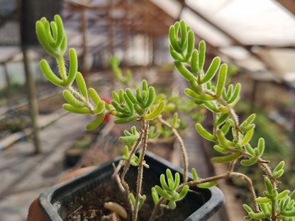 Pack 50 suculentas variadas