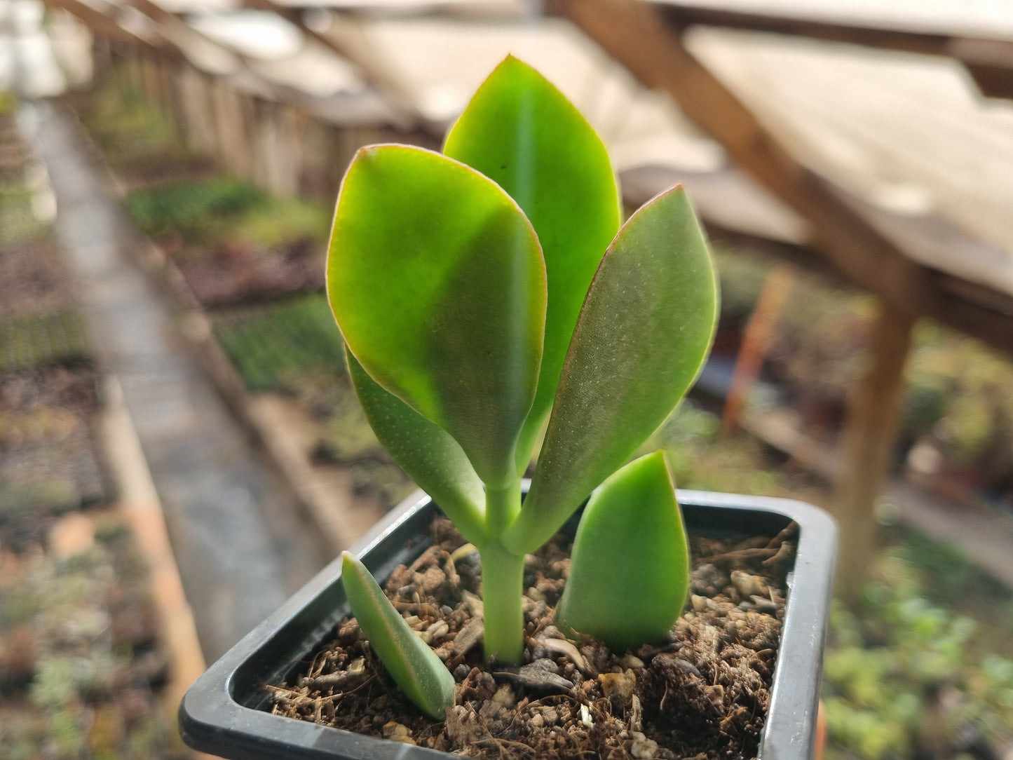 Pack 50 suculentas variadas